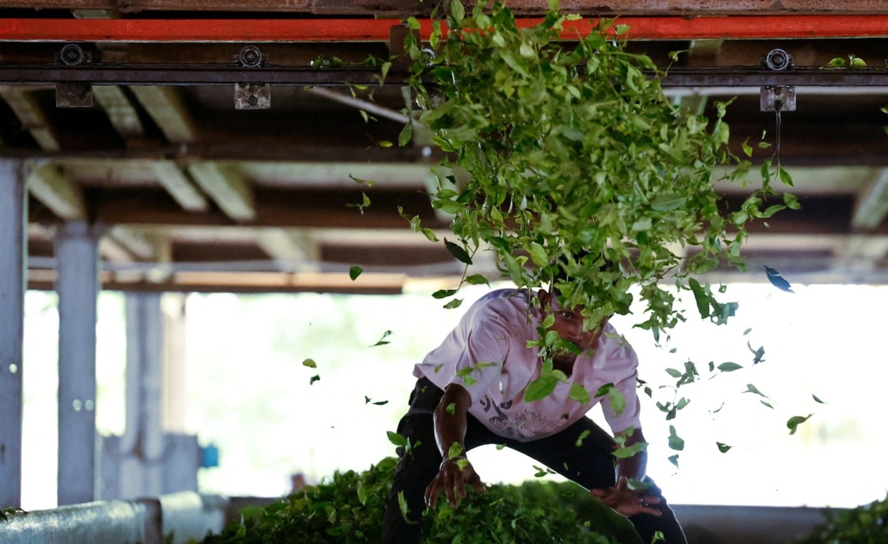 Ανακούφιση για Ινδούς Εξαγωγείς: Ο Τραμπ Καταργεί Δασμούς σε Αγροτικά Προϊόντα