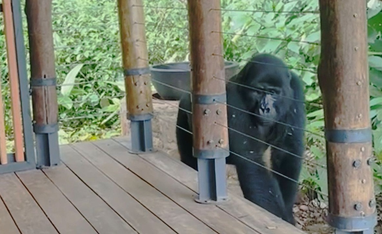 Ένας νεαρός γορίλλας επισκέφτηκε τουρίστες στην Ουγκάντα