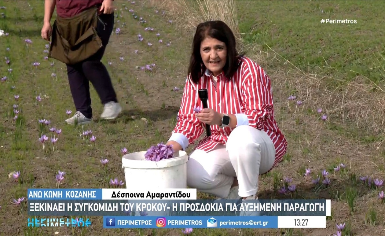 Στην Άνω Κώμη της Κοζάνης ξεκινά η συγκομιδή του κρόκου