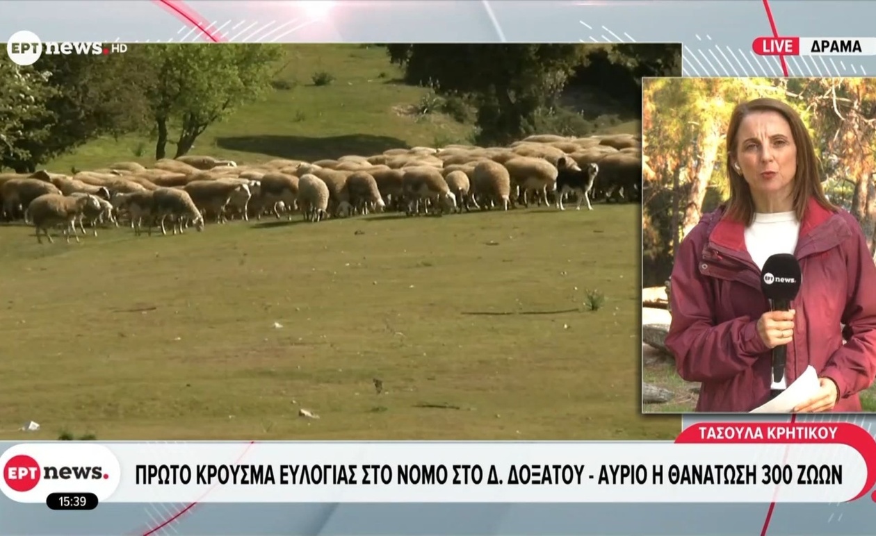 Πρώτο Κρούσμα Ευλογιάς στον Νομό Δράμας: Άμεση Θανάτωση 300 Ζώων στο Δοξάτο
