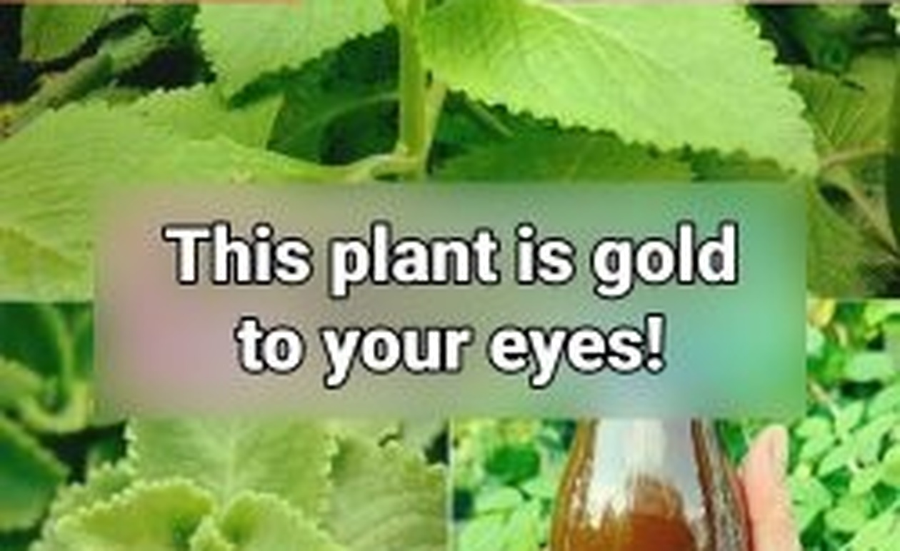 Σπιτικές θεραπείες για την όραση με ρίγανη