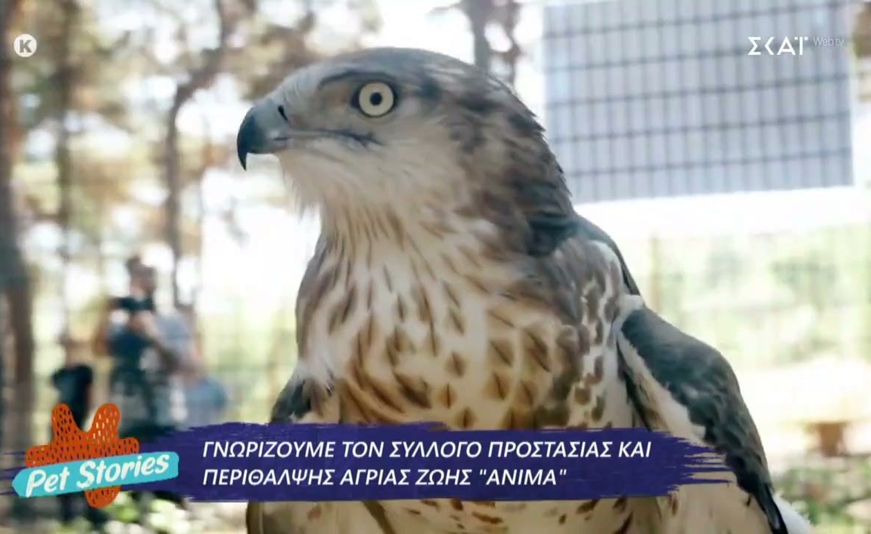 Το Pet Stories φωτίζει τη σχέση ανθρώπων και ζώων