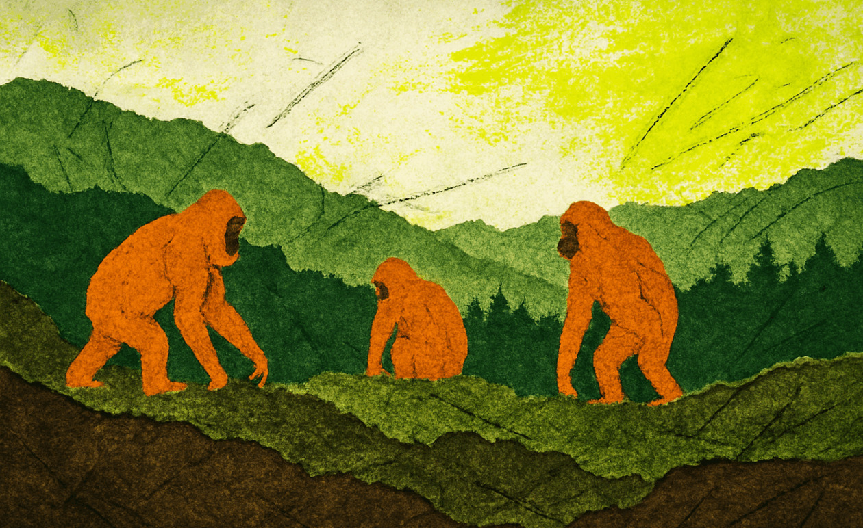 Ινδονησία: Οι φονικές πλημμύρες απειλούν τους ουρακοτάγκους Τάπανουλι εν μέσω εκτεταμένης αποψίλωσης