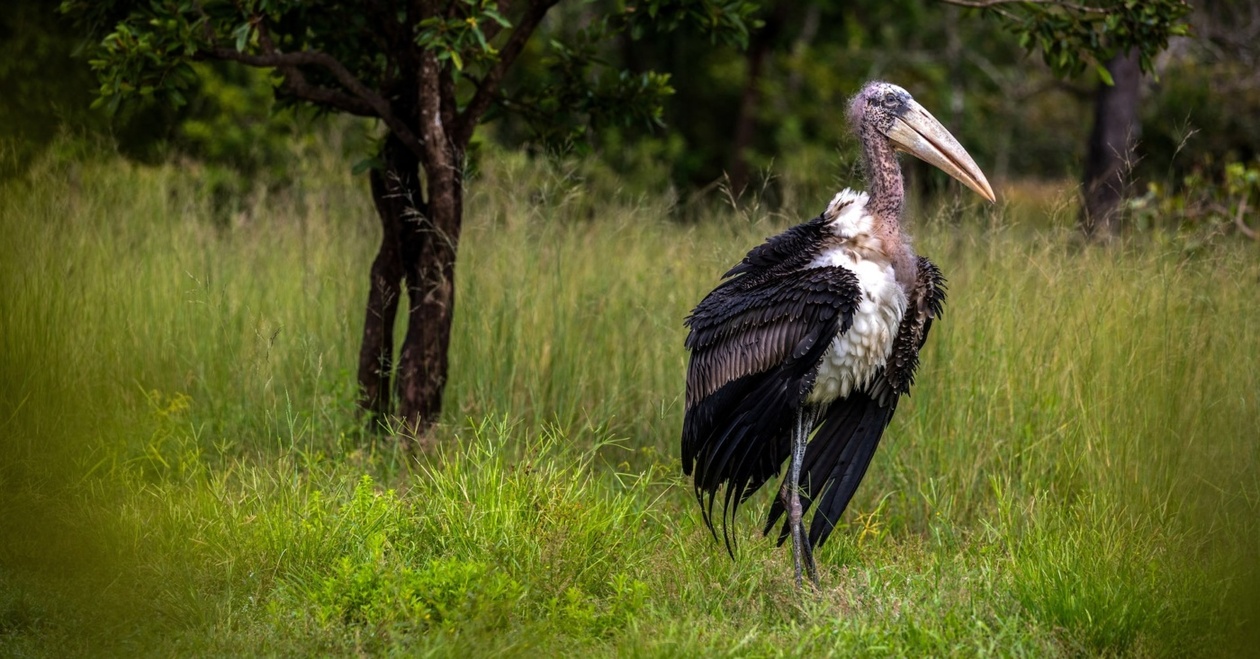 Καμπότζη: Απελευθέρωση σπάνιων πελαργών σε πρωτοποριακό πρόγραμμα