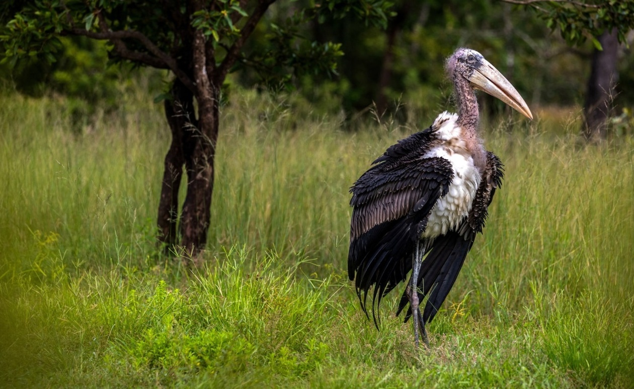 Καμπότζη: Απελευθέρωση σπάνιων πελαργών σε πρωτοποριακό πρόγραμμα