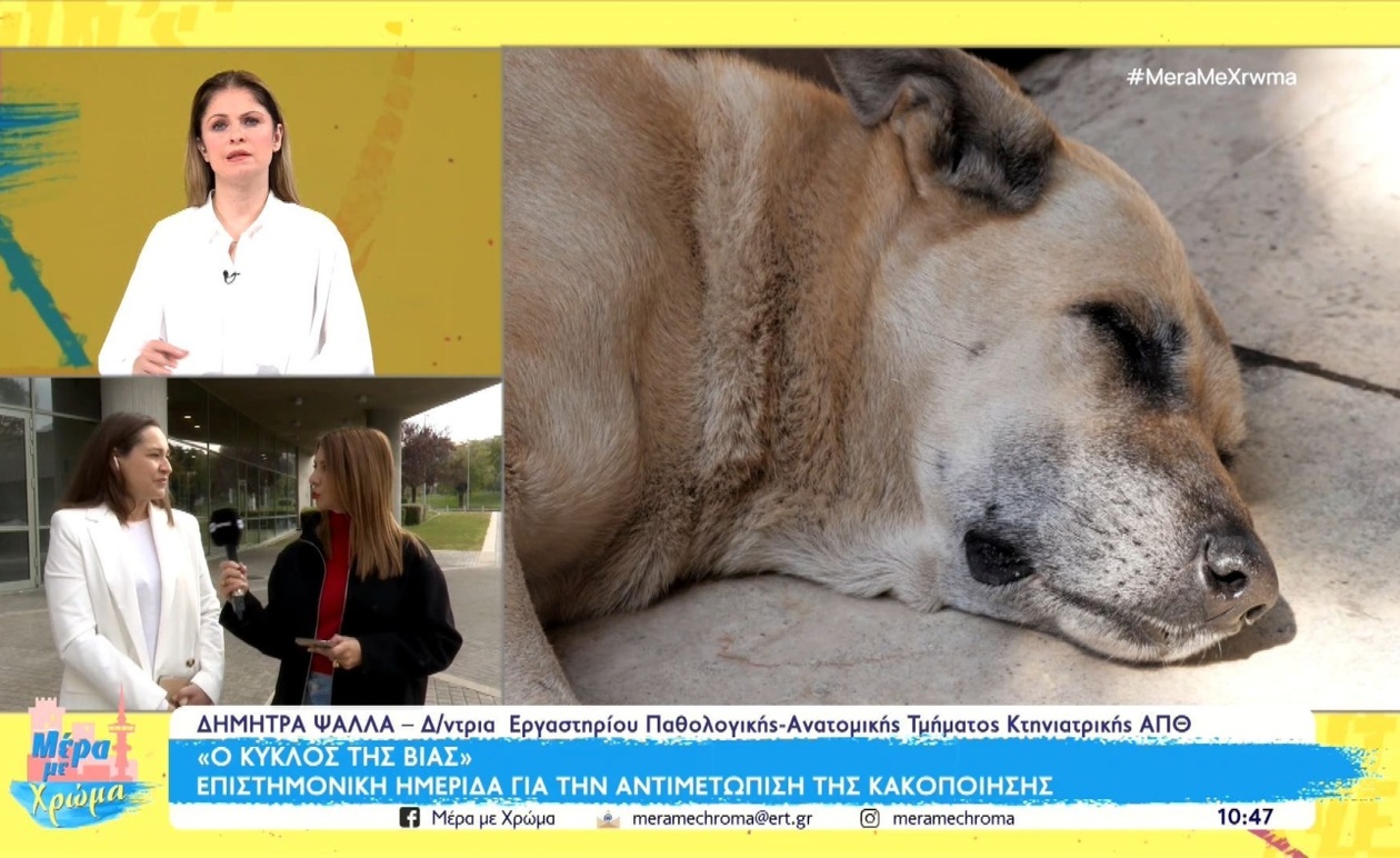 Ο κύκλος της βίας στην ελληνική κοινωνία: οι επιπτώσεις της κακοποίησης των ζώων
