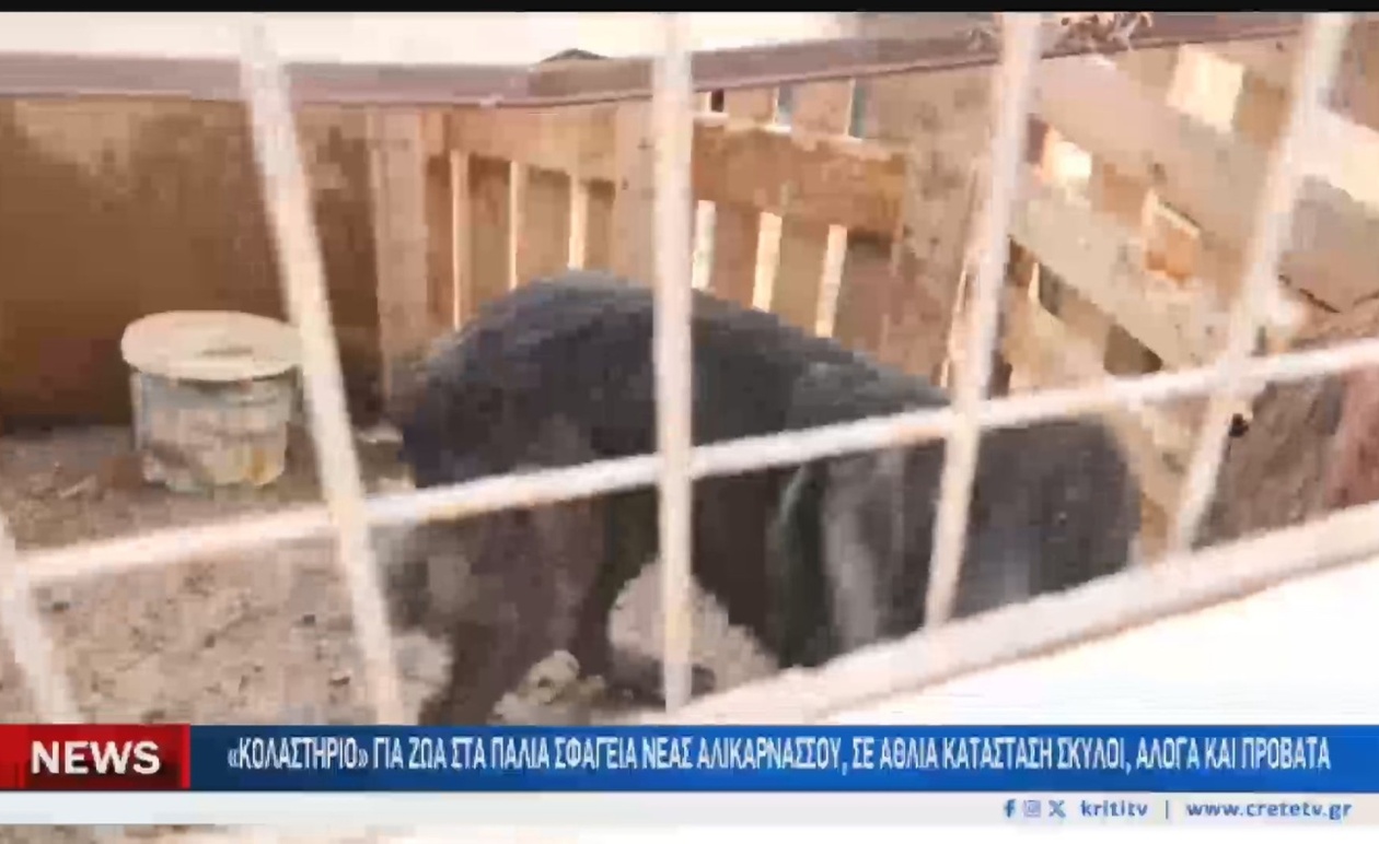 Αποκάλυψη περιστατικών κακοποίησης ζώων στα παλιά σφαγεία της Νέας Αλικαρνασσού