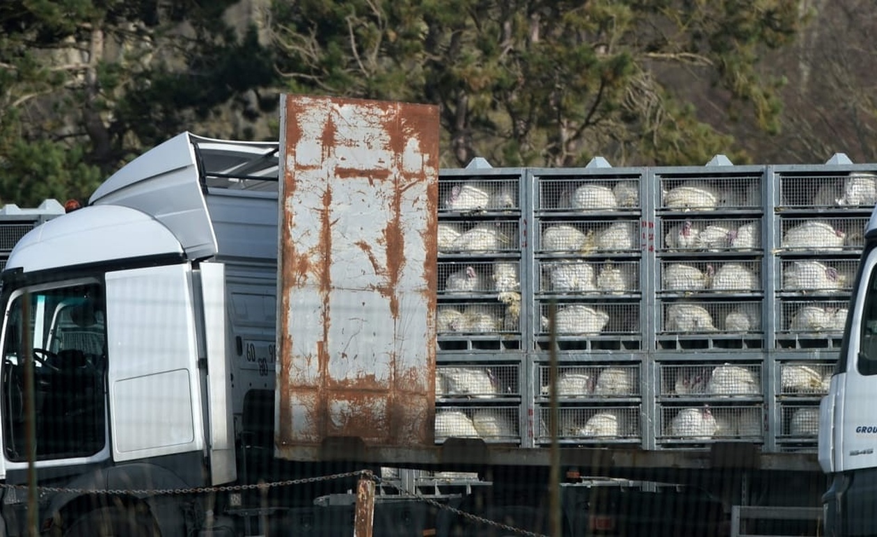 Η Δανία προσπαθεί να σώσει την αναθεώρηση για τη μεταφορά ζώων στην Ευρώπη