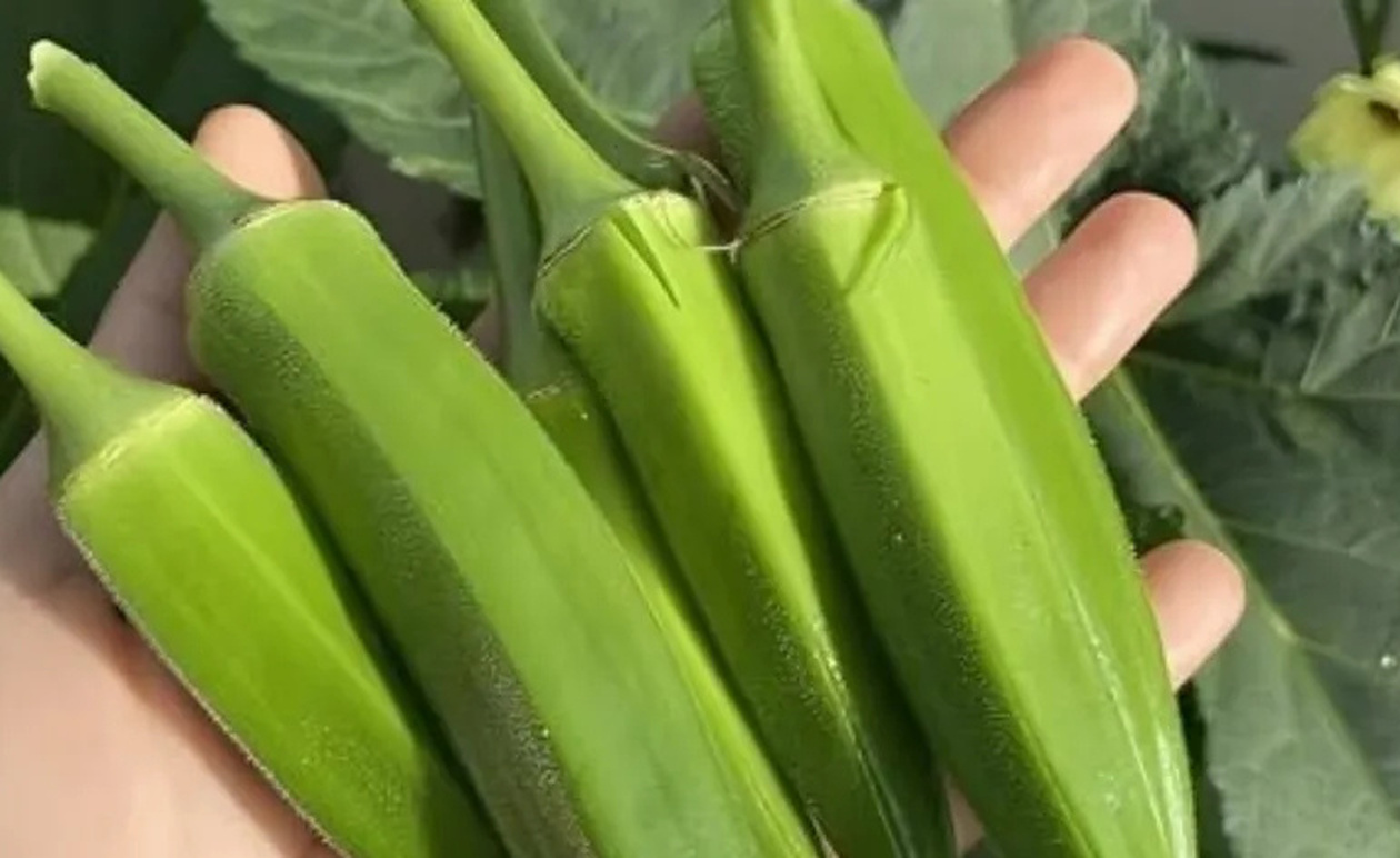 Οι γιατροί Aπoκαλuπτouv ότι η Kαταvάλωσn μπάμιας προκαλεί…