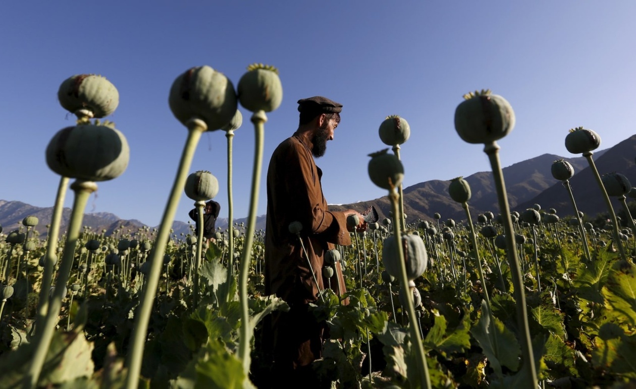 Η έκταση καλλιέργειας όπιου στο Αφγανιστάν μειώθηκε το 2025