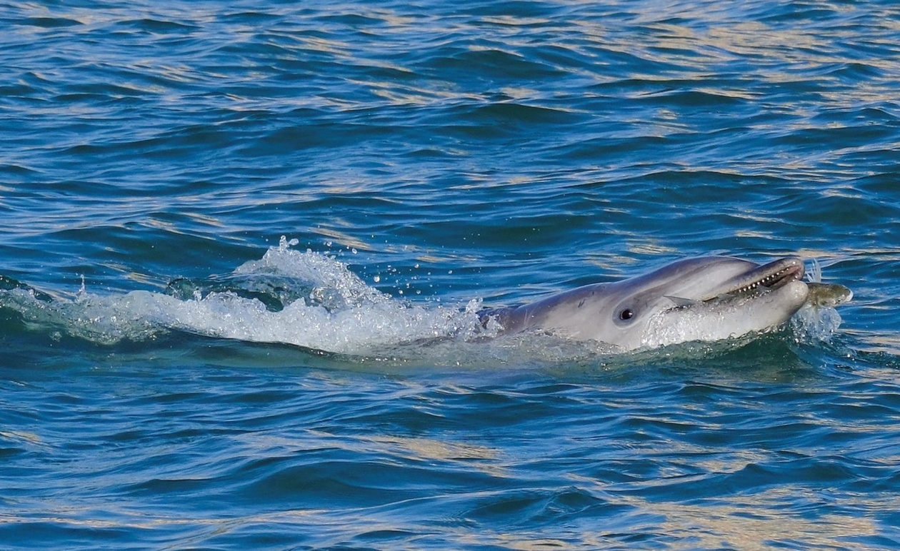Ένα δελφίνι στη Βενετία προκαλεί ανησυχία στους ειδικούς