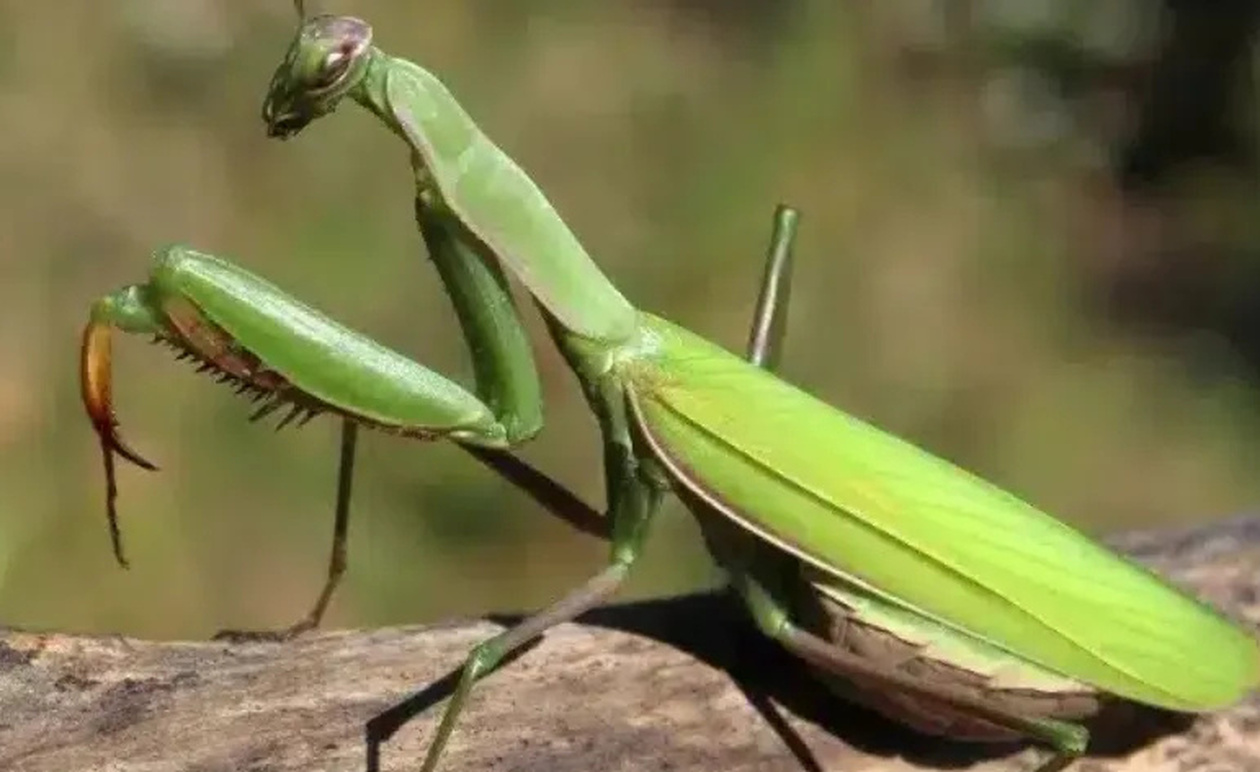 Όταν αυτό το έντομο προσγείωνεται πάνω σας, να τι θέλει να πει το σύμπαν