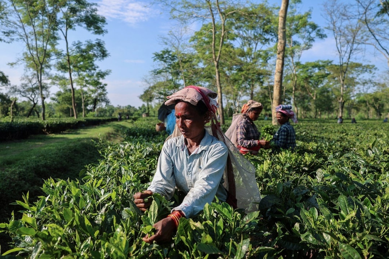 Ανακούφιση για Ινδούς Εξαγωγείς: Ο Τραμπ Καταργεί Δασμούς σε Αγροτικά Προϊόντα