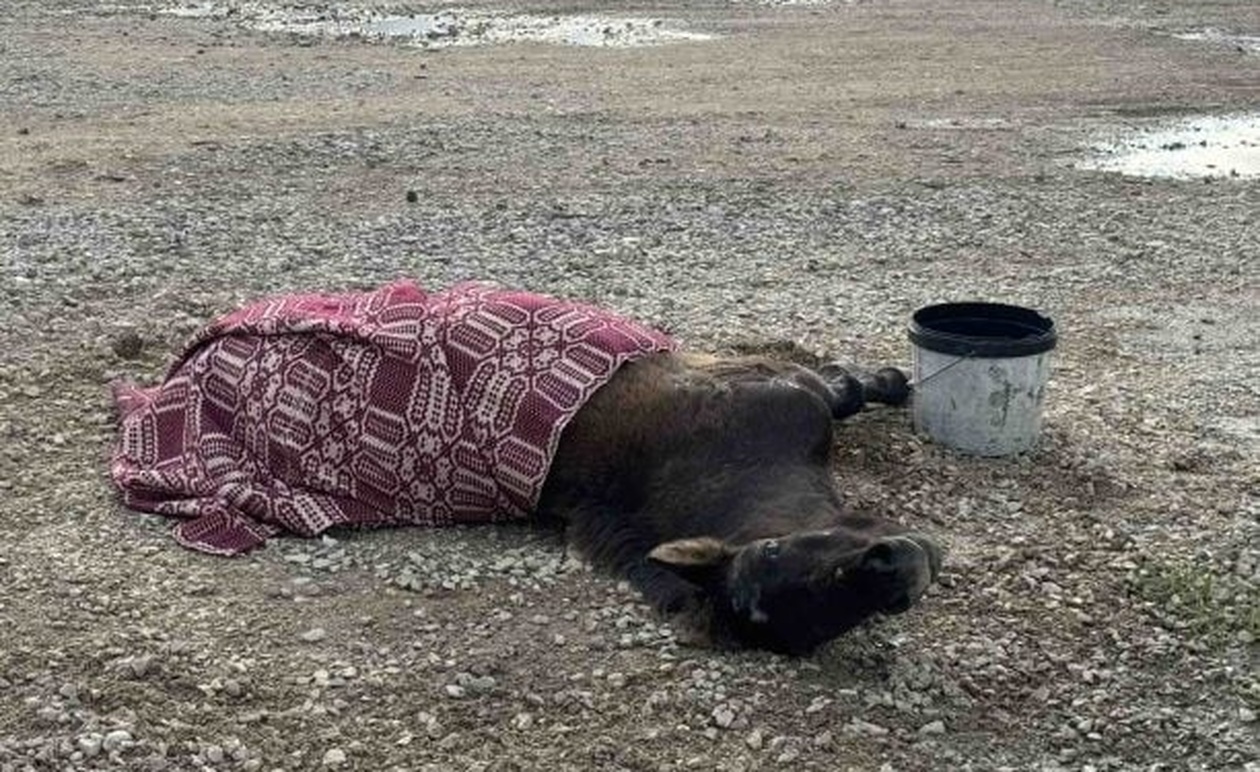 Αγρίνιο: Αβοήθητο από… χθες άλογο που τραυματίστηκε μετά από τροχαίο