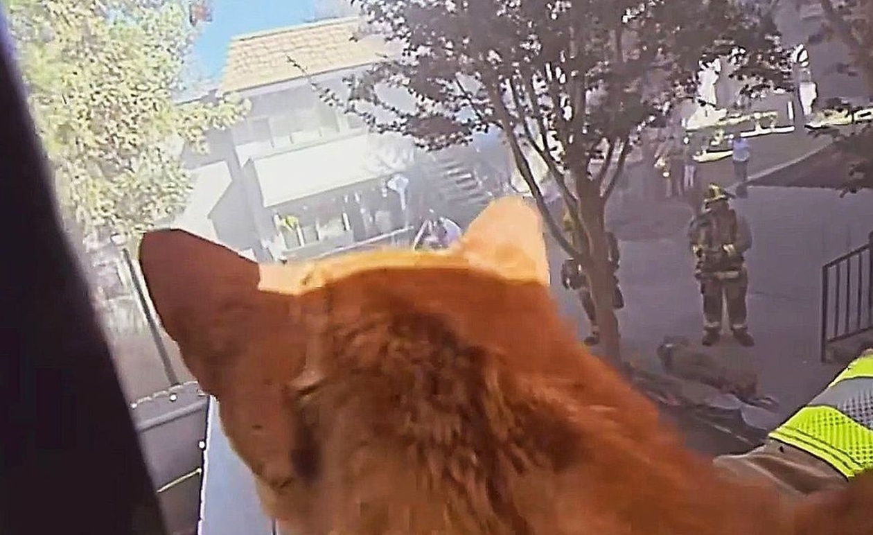 Πυροσβέστες στη Σάντα Άνα έσωσαν δύο γατούλες από ένα φλεγόμενο διαμέρισμα