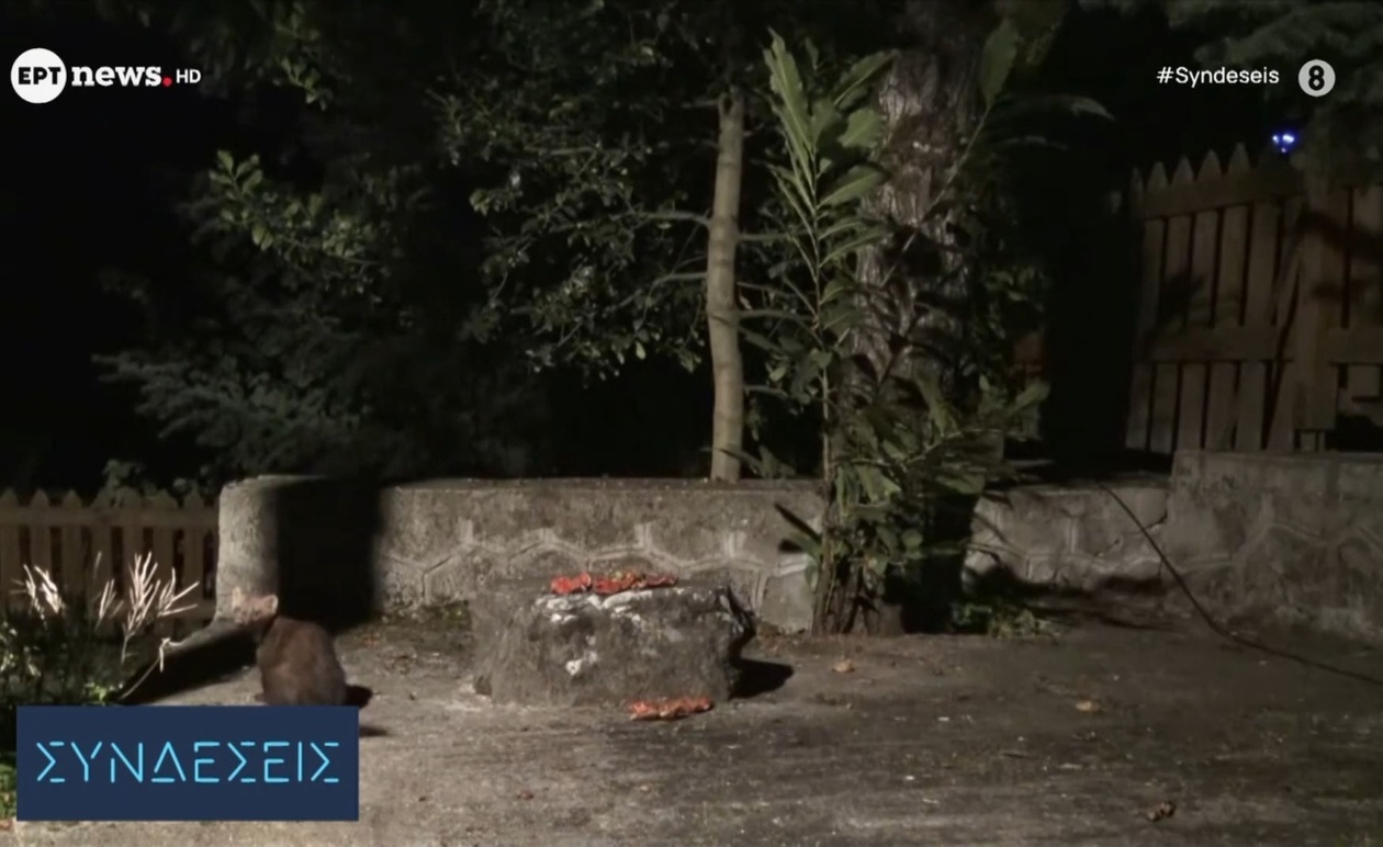 Ένα πετροκούναβο προκάλεσε διακοπή ρεύματος στο μισό του νομού Καστοριάς