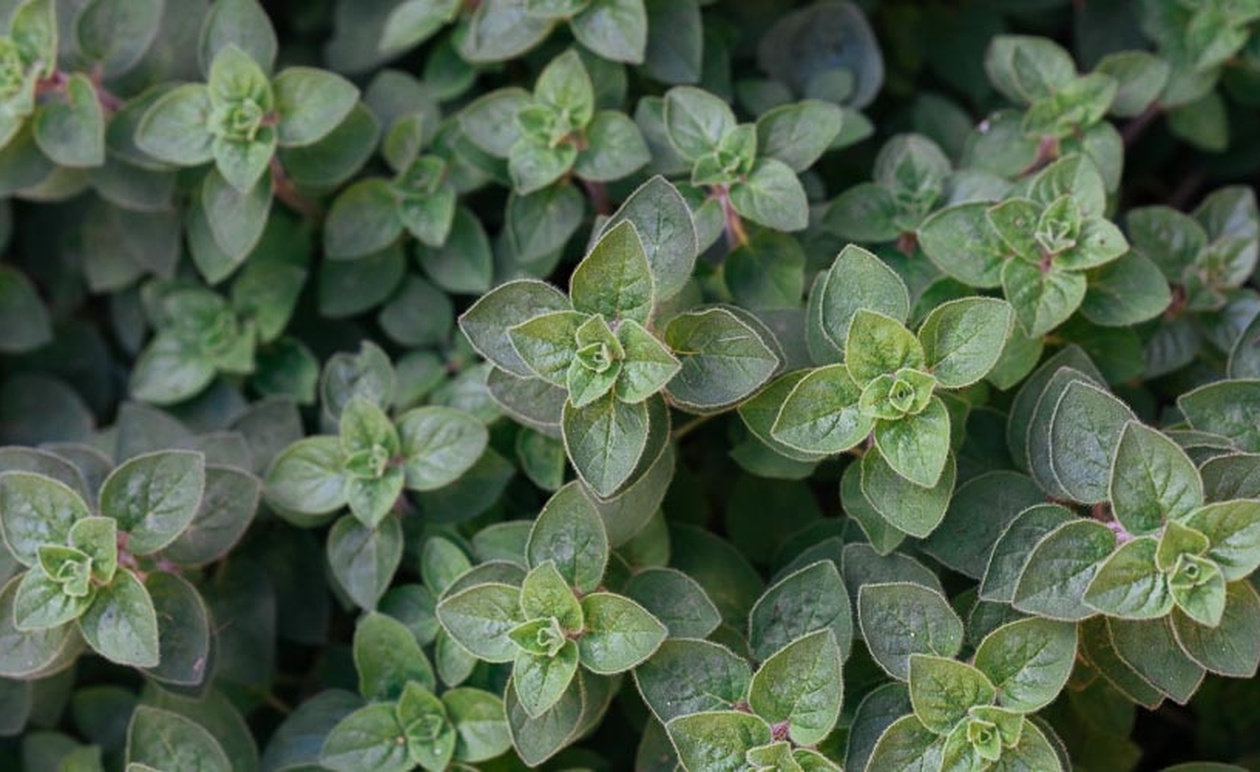 Αν εσείς ή ο γείτονάς σας έχεις αυτό το φυτό στο σπίτι, τότε έχετε έναν θησαυρό