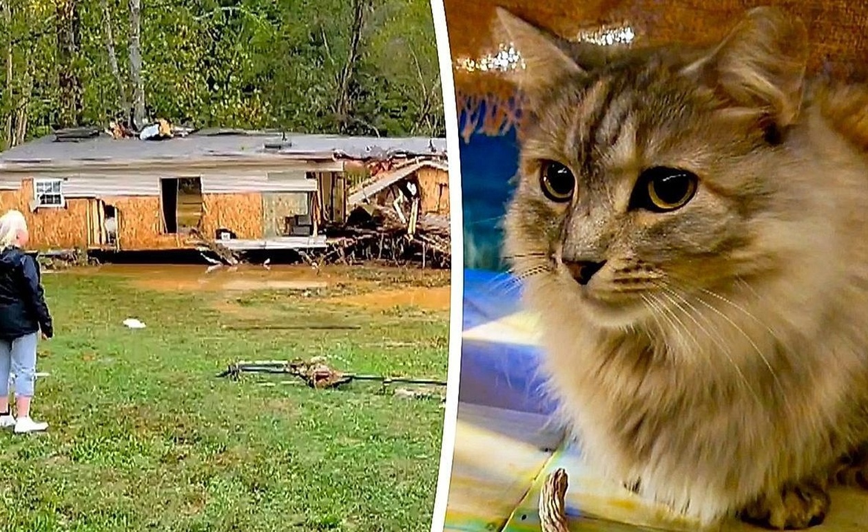 Μια γάτα επέστρεψε στο σπίτι ένα χρόνο μετά τον τυφώνα Έλεν