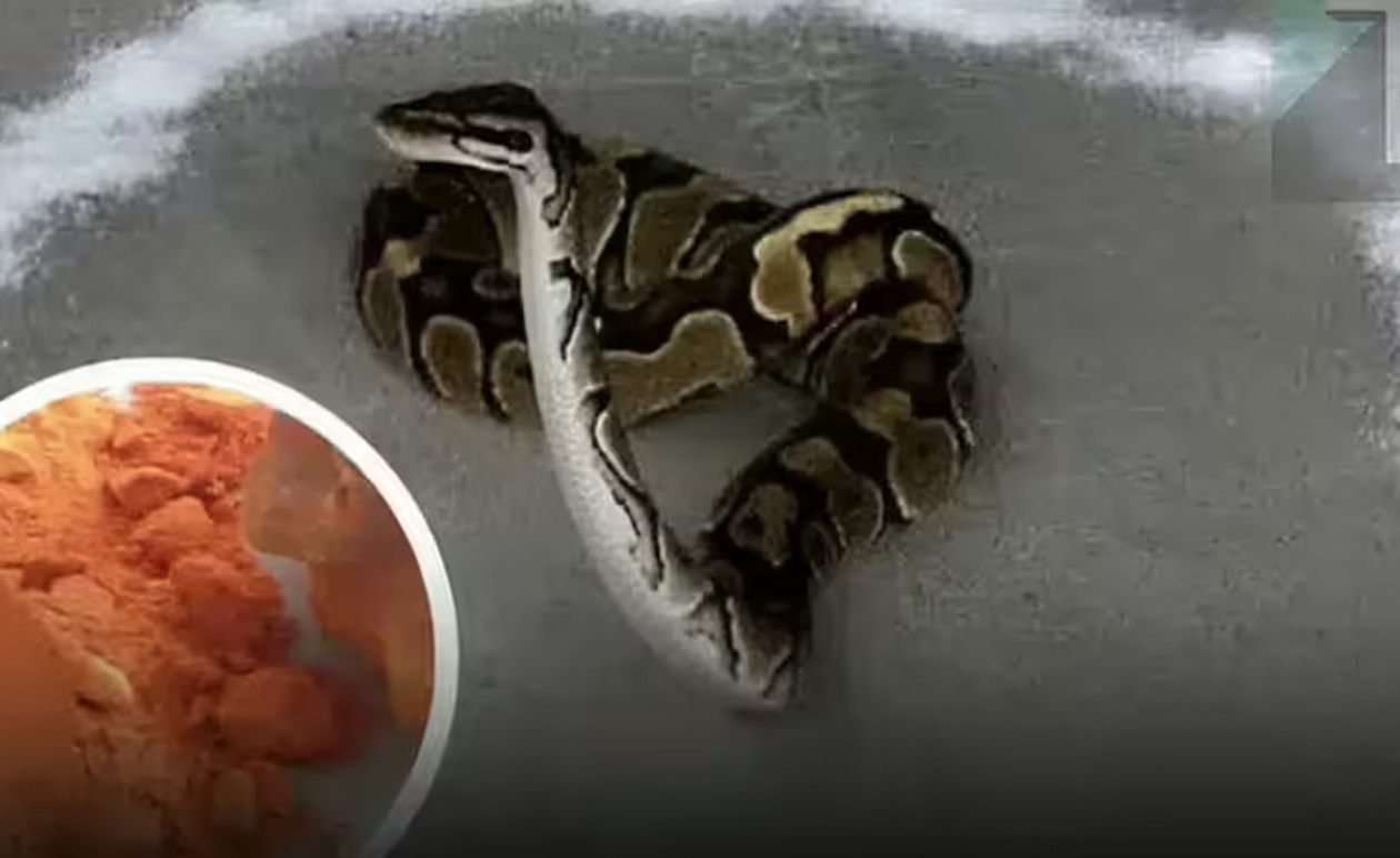 Αν ένα φίδι μπει στο σπίτι σας, ρίξτε αυτά τα πράγματα τριγύρω, το φίδι θα φοβηθεί πολύ και θα φύγει αμέσως