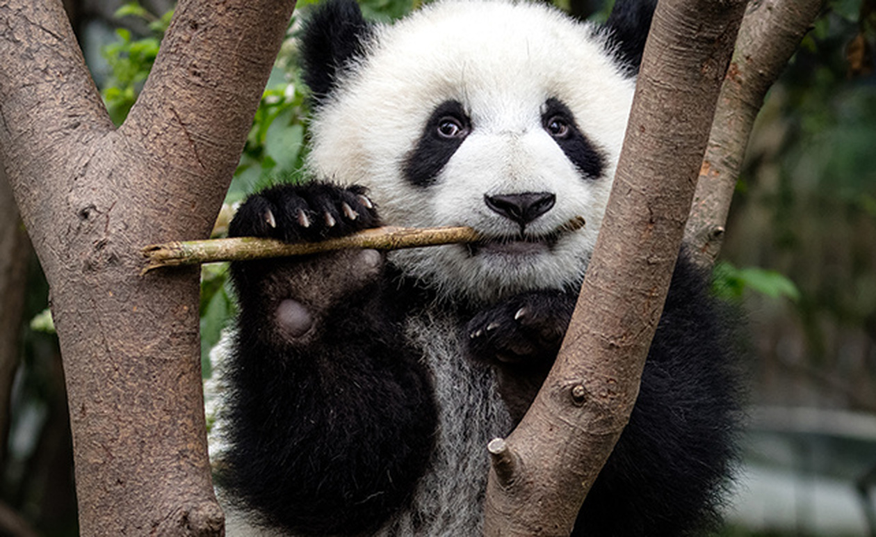 Τα Είδη Προς Εξαφάνιση: Ένας Αγώνας για Επιβίωση