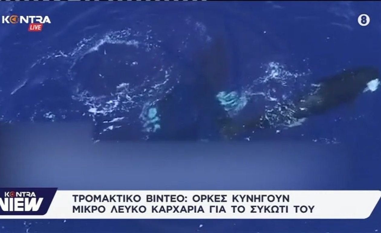 Οι όρκες επιτίθενται σε μεγάλο λευκό καρχαρία και αποσπούν το συκώτι του