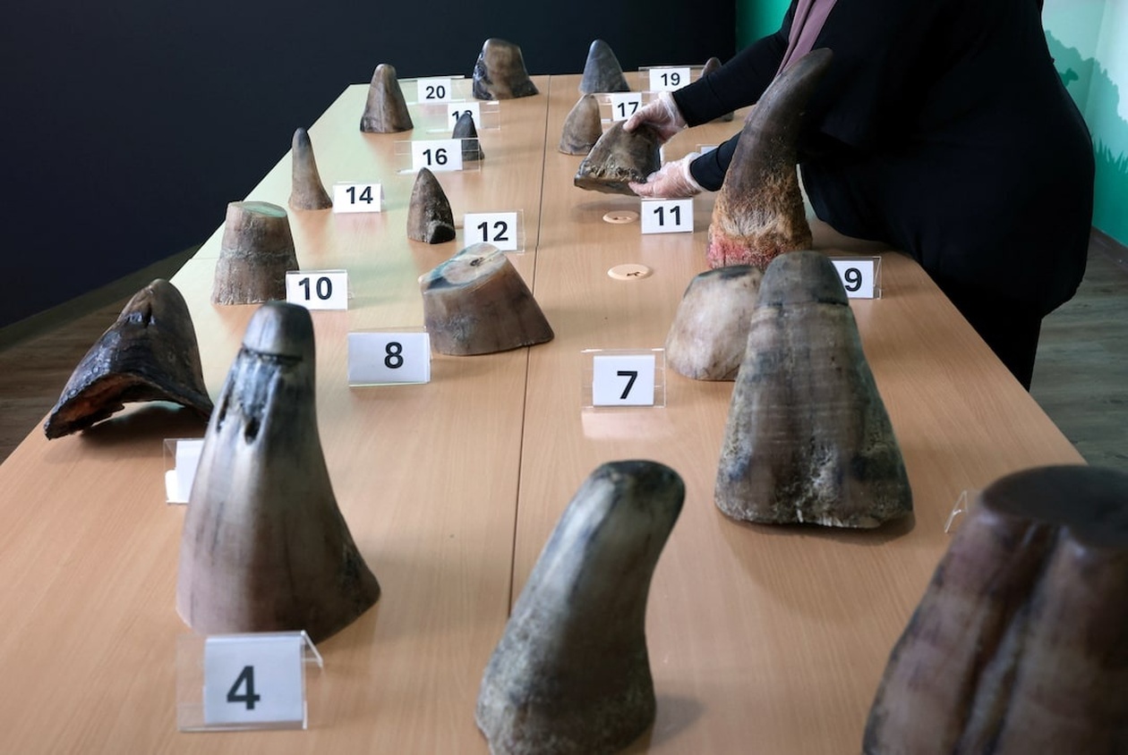 Η Σιγκαπούρη καταγράφει ρεκόρ κατάσχεσης λαθραίων κεράτων ρινόκερου αξίας 1,13 εκατ. S$