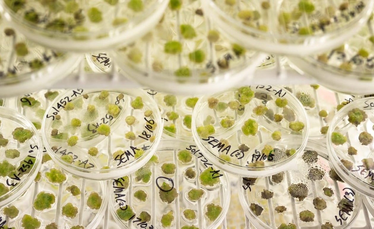 Ευρώπη: Η άκρα δεξιά λύνει το αδιέξοδο για τα γενετικά φυτά