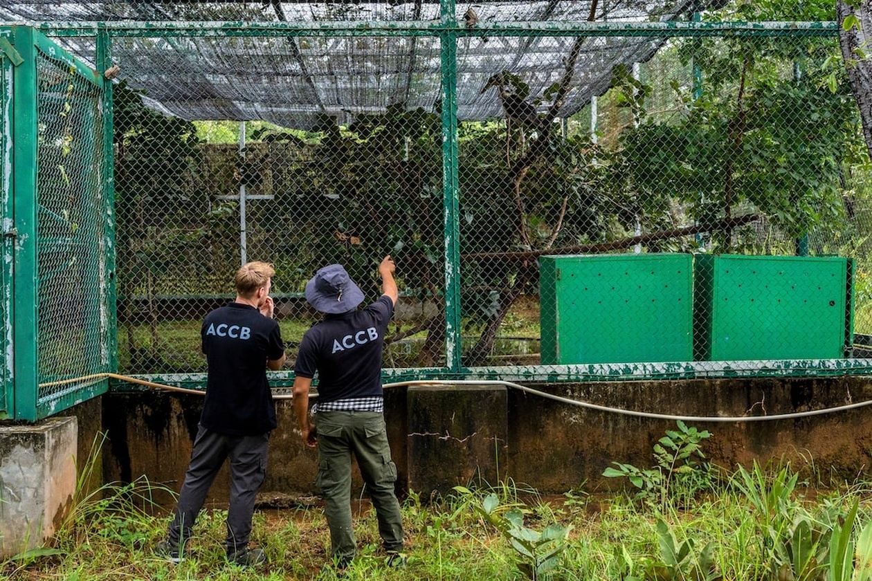 Καμπότζη: Απελευθέρωση σπάνιων πελαργών σε πρωτοποριακό πρόγραμμα