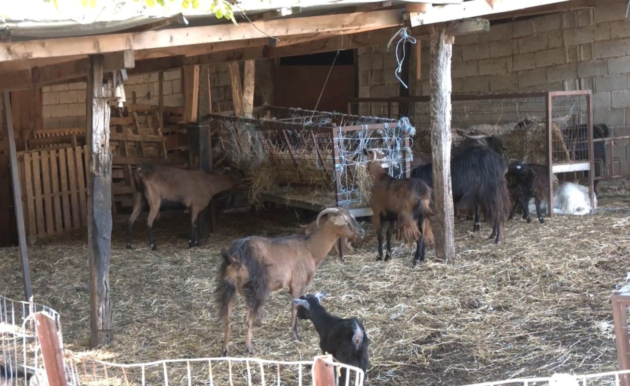 Οι κτηνοτρόφοι της Φθιώτιδας καταγγέλλουν προβλήματα στις πληρωμές επιδοτήσεων