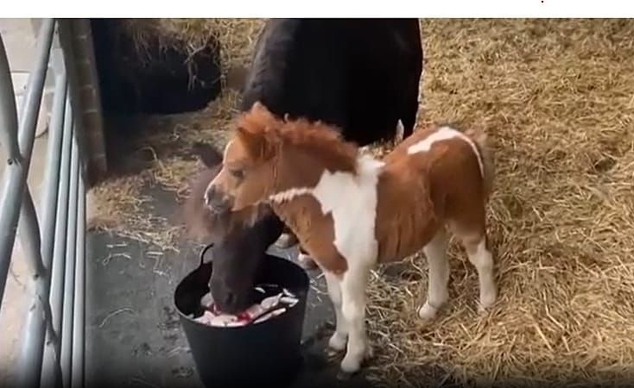 Ένα σπάνιο μικρό πόνι κερδίζει τις καρδιές σε φάρμα στο Ηνωμένο Βασίλειο