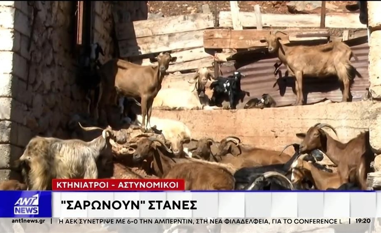 Εντατικοί Έλεγχοι σε Κτηνοτροφικές Μονάδες της Θεσσαλίας: Στο Στόχαστρο Παράνομα Εμβόλια και Αδήλωτοι Θάνατοι