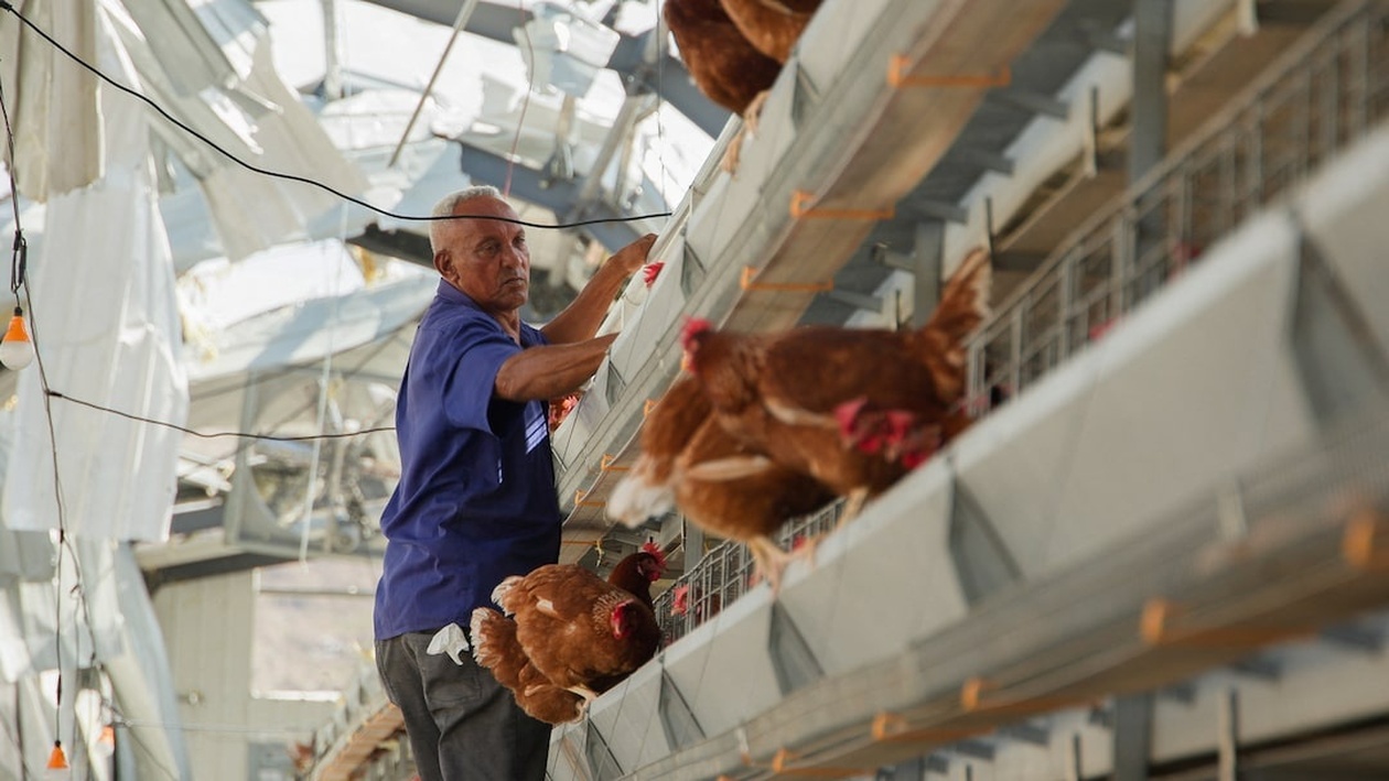 Μετά τον τυφώνα Melissa, οι φάρμες της Τζαμάικα αντιμετωπίζουν ελλείψεις