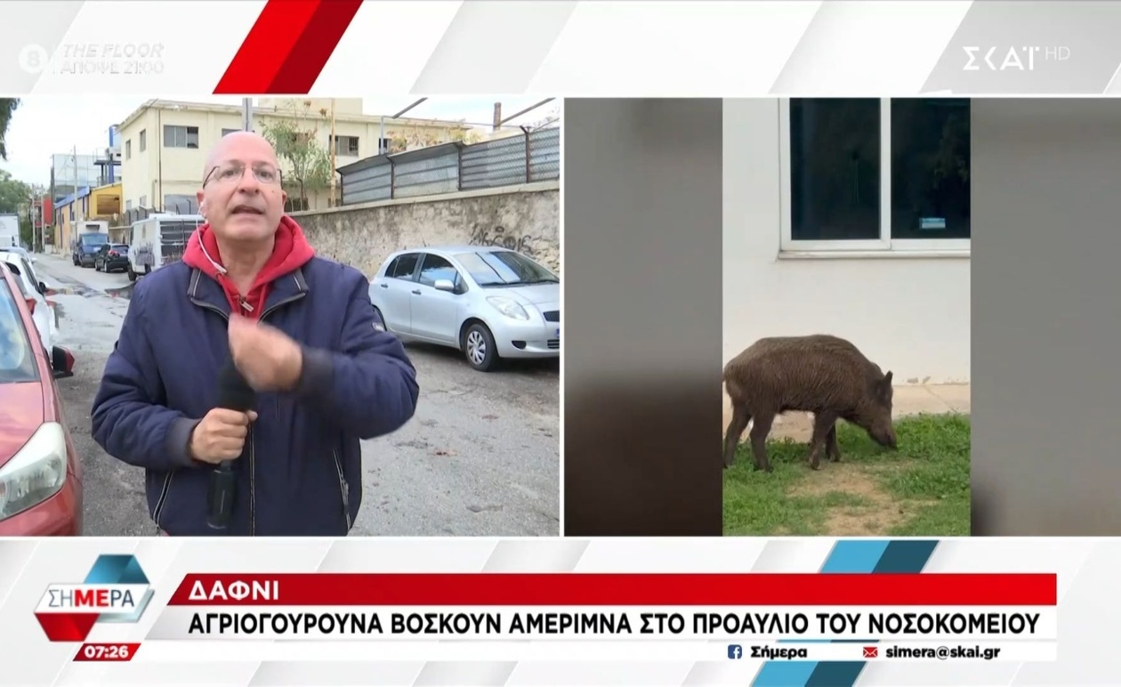 Αγριογούρουνα εμφανίστηκαν στο προαύλιο του νοσοκομείου