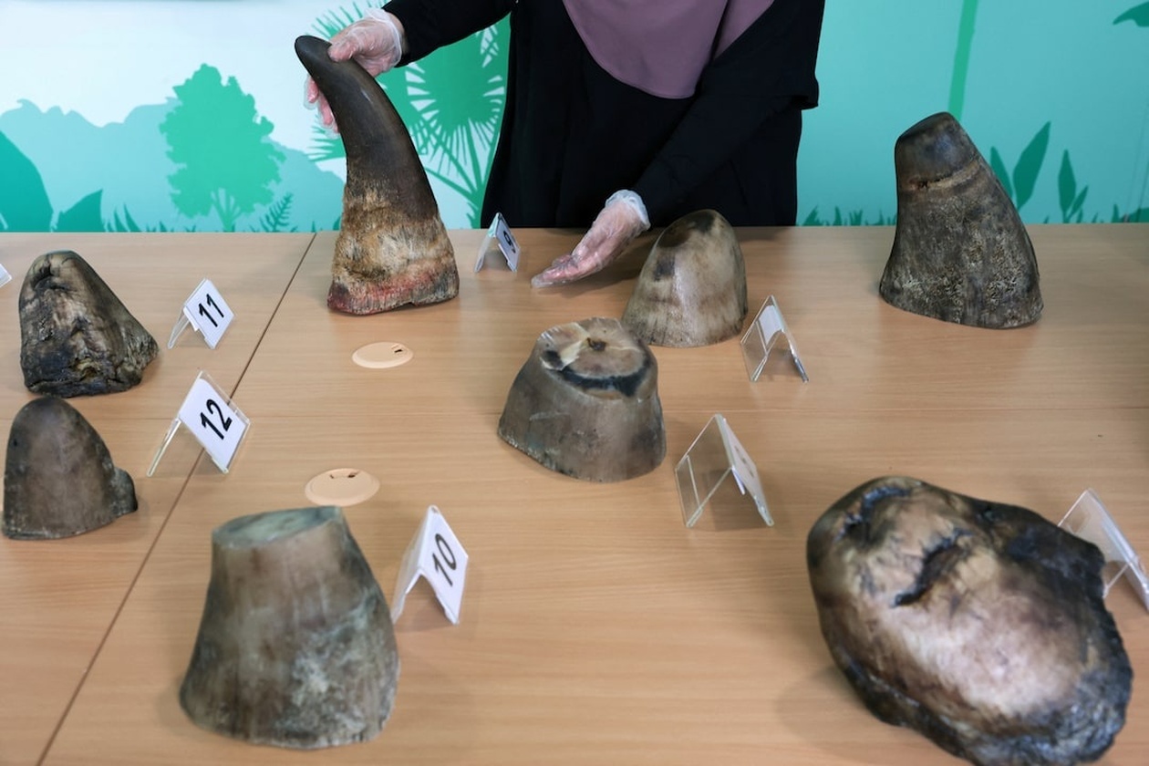 Η Σιγκαπούρη καταγράφει ρεκόρ κατάσχεσης λαθραίων κεράτων ρινόκερου αξίας 1,13 εκατ. S$