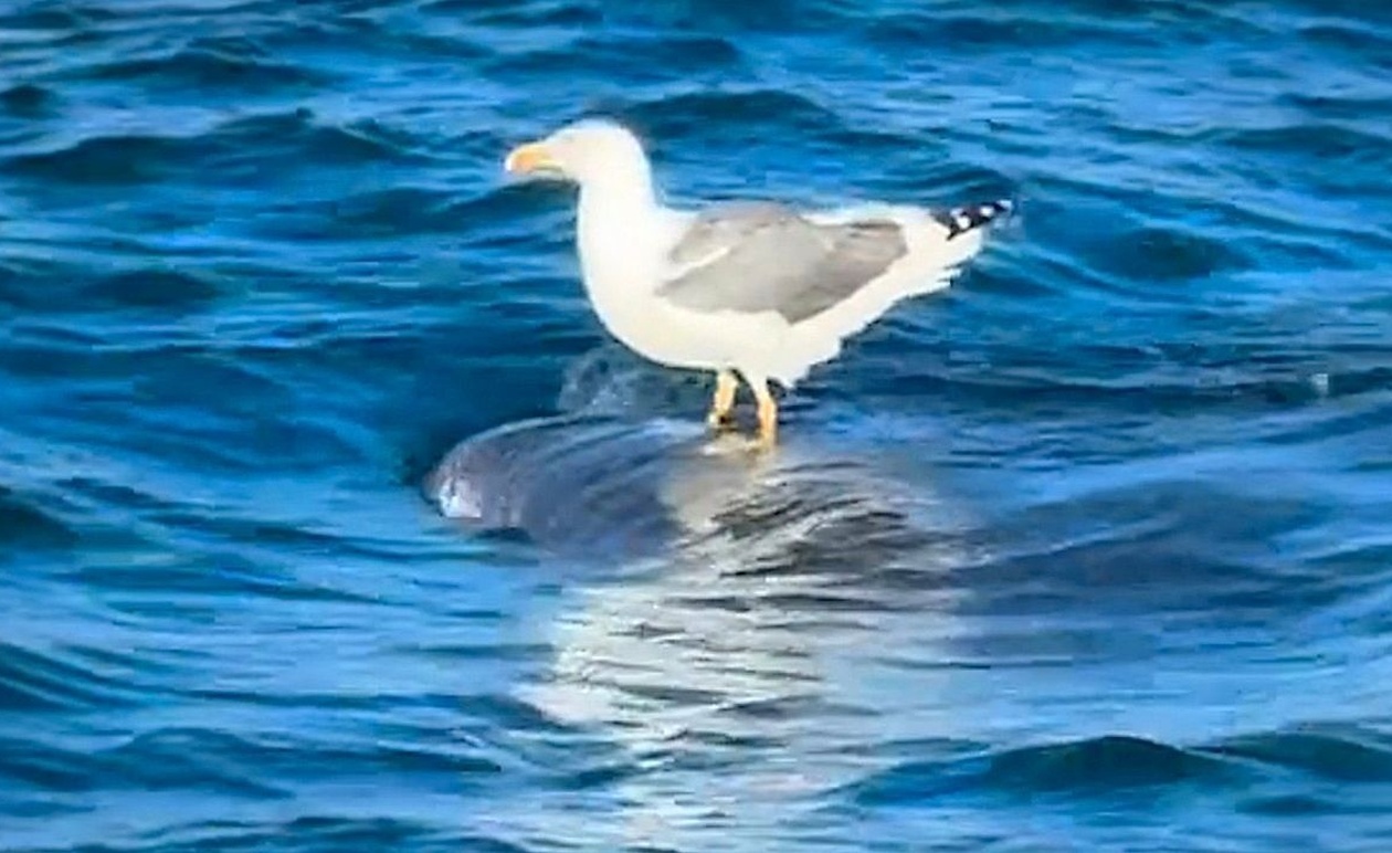 Ένας γλάρος στέκεται στην πλάτη ενός φαλαινοκαρχαρία στα ανοικτά της Καλιφόρνιας