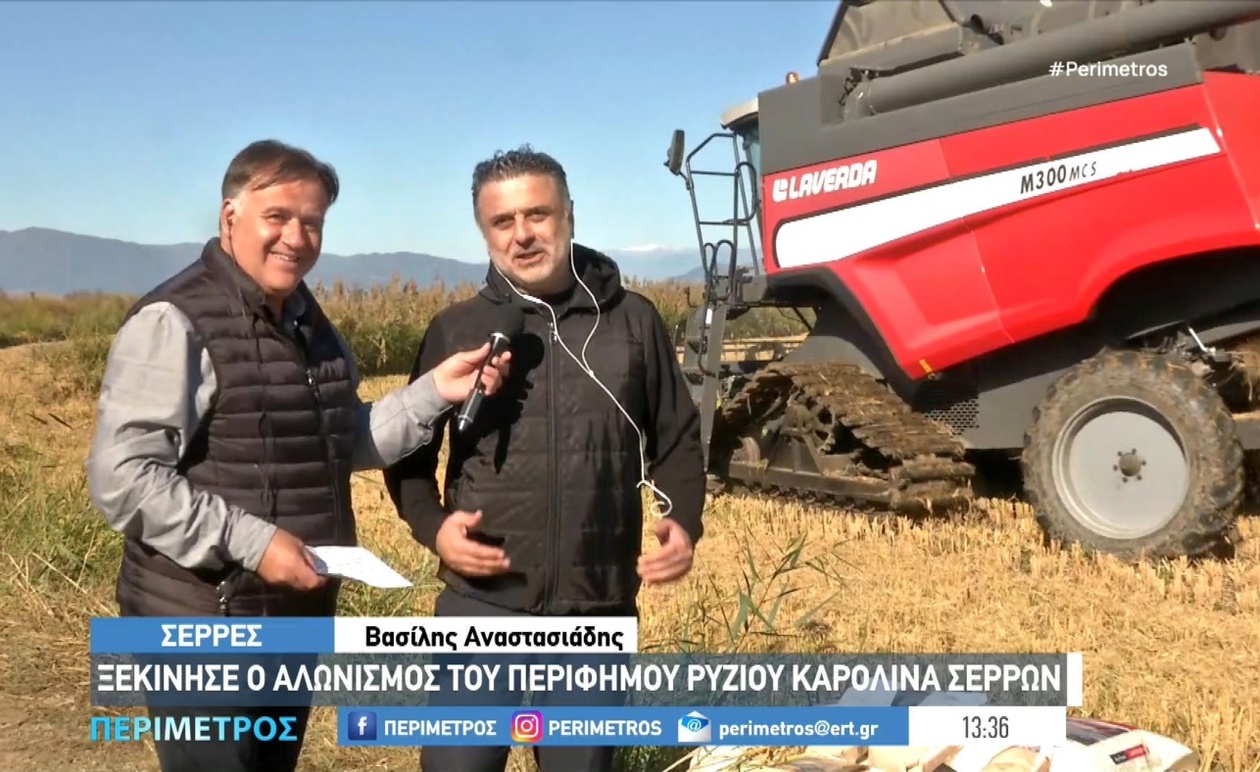 Ο αλωνισμός του ρυζιού Καρολίνα στις Σέρρες ξεκίνησε