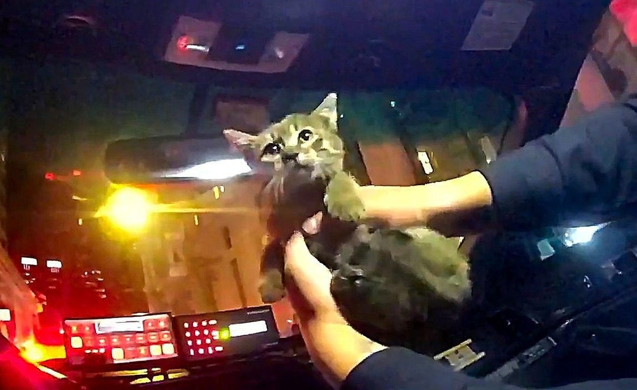 Μια δεύτερη ευκαιρία για μωρό γατάκι στο Μανχάταν