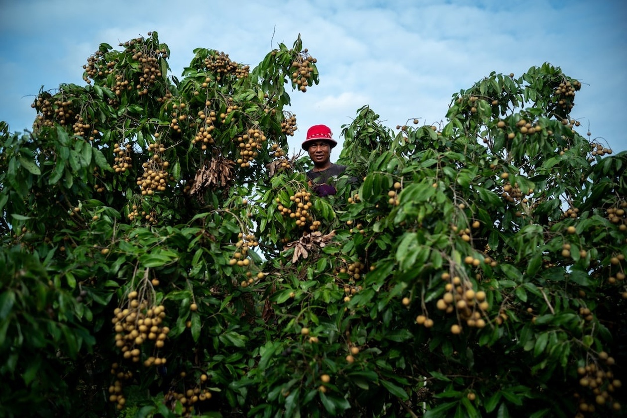Χιλιάδες πρόσφυγες από τη Μιανμάρ αποκτούν νόμιμα εργασιακά δικαιώματα στην Ταϊλάνδη