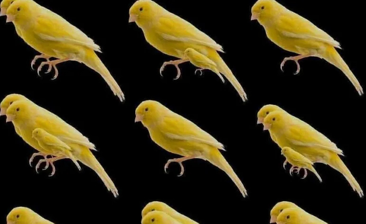 ΔΕΝ ΕΙΝΑΙ 9, ΠΟΣΑ ΠΟΥΛΙΑ ΕΙΝΑΙ;