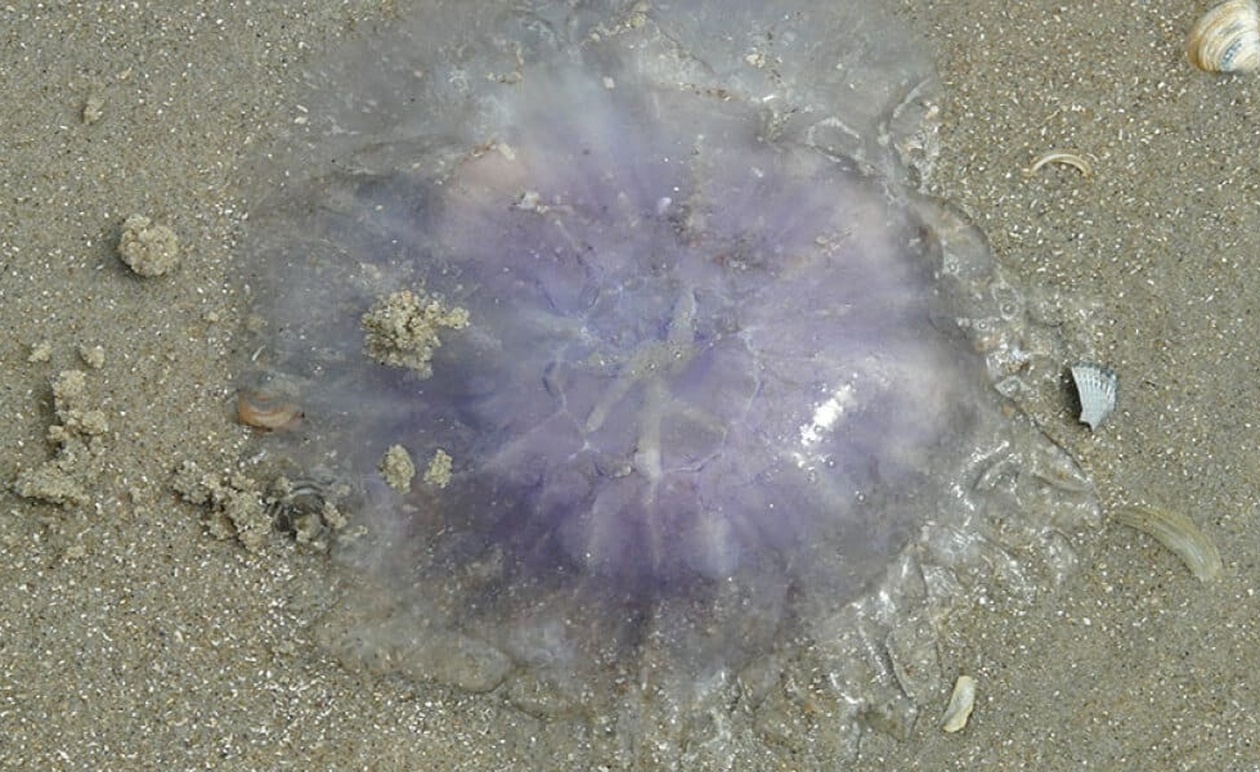 Εφιάλτης στις παραλίες: Μετά τις μωβ ήρθαν και οι γαλάζιες μέδουσες