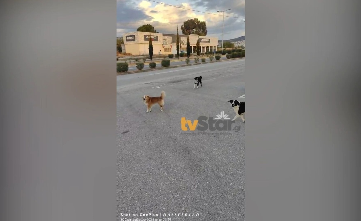 Περιστατικό επίθεσης από αδέσποτα στη Λαμία