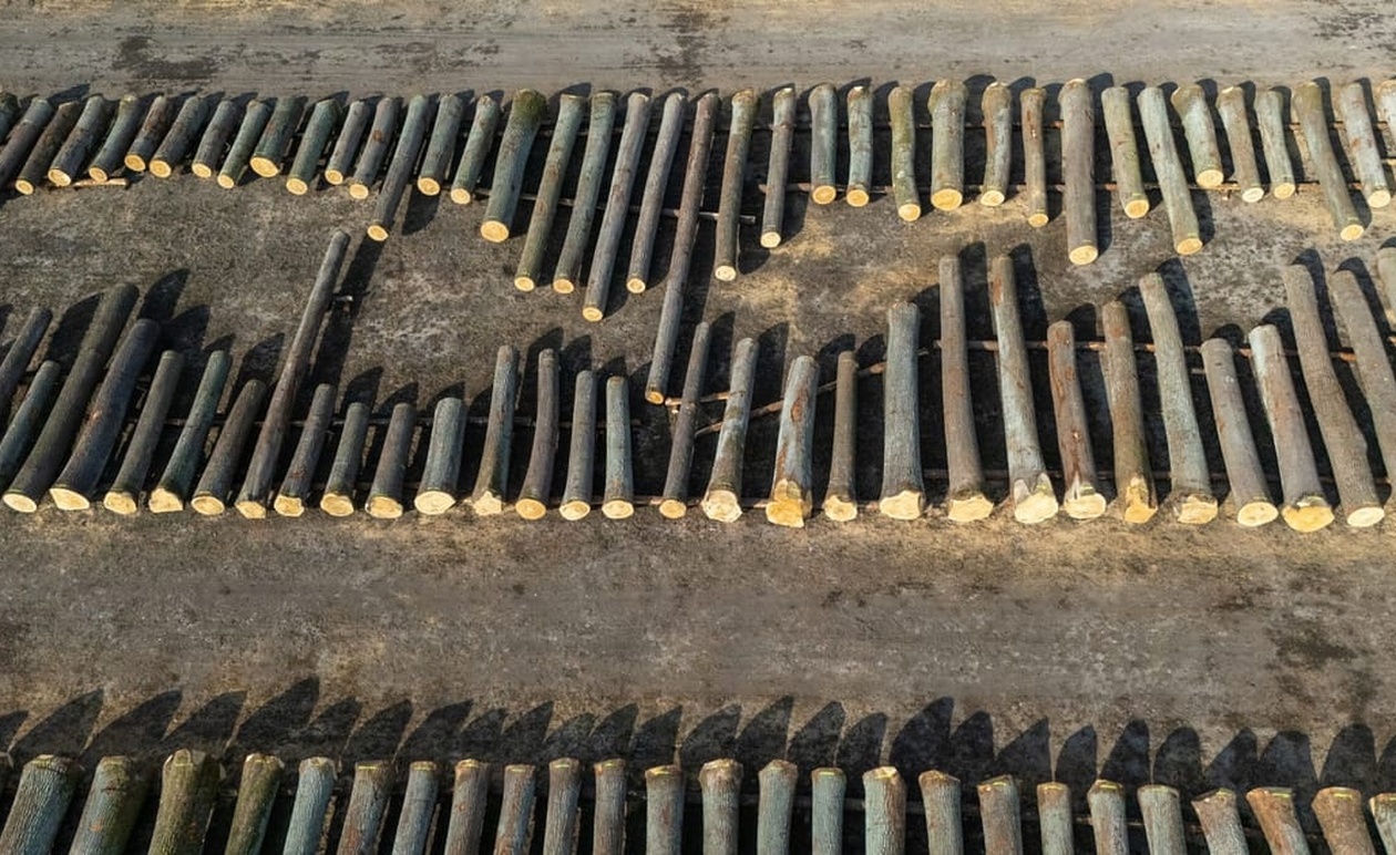 Χώρες της ΕΕ επιδιώκουν να αποδυναμώσουν τον νόμο για την αποψίλωση