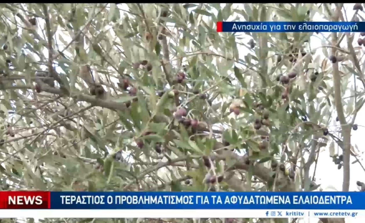 Η ελαιοπαραγωγή της Κρήτης υπό πίεση από δάκο και ξηρασία