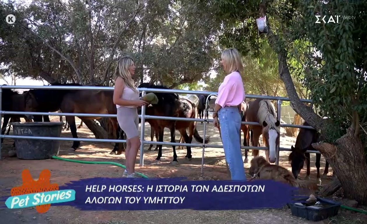 Η ζωή των αδέσποτων αλόγων του Υμηττού μέσα από το Pet Stories