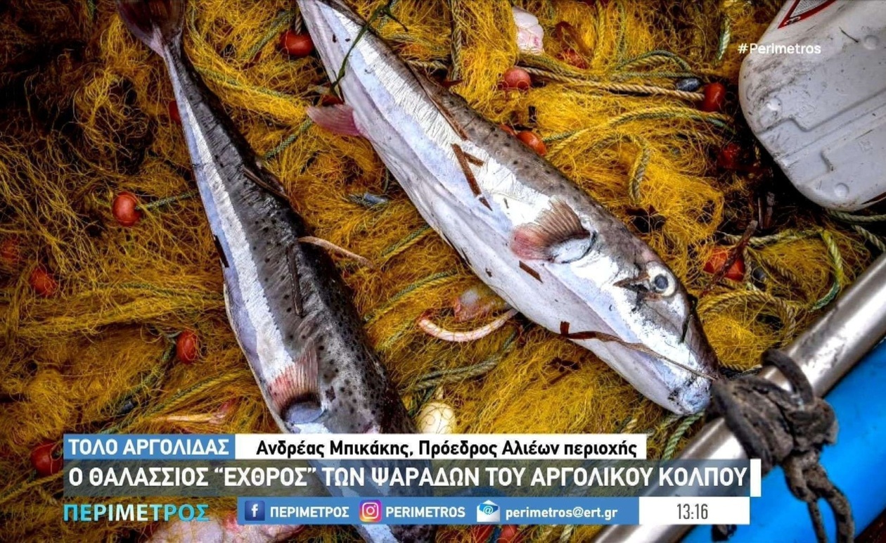 Οι Λαγοκέφαλοι Σαρώνουν τον Αργολικό Κόλπο, Απειλώντας Ψαράδες και Οικοσύστημα