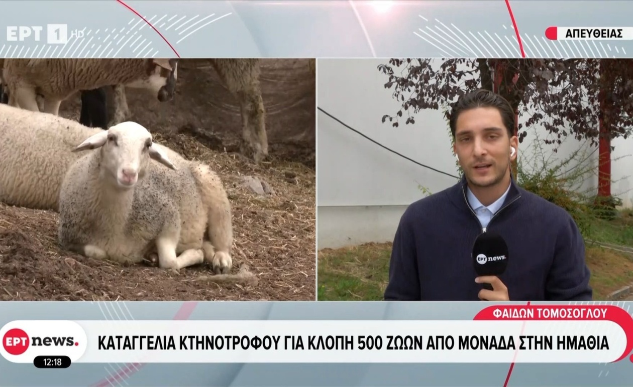 Ο κτηνοτρόφος καταγγέλλει κλοπή 500 ζώων στην Ημαθία