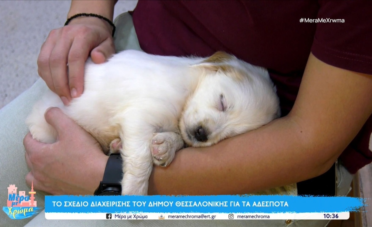Ο σχεδιασμός του δήμου Θεσσαλονίκης για τα αδέσποτα και το δημοτικό κτηνιατρείο