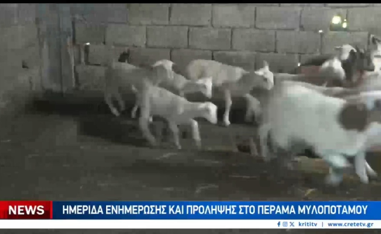 Διπλό Μέτωπο στον Μυλοπόταμο: Ευλογιά Προβάτων και Οικονομική Ασφυξία Εξωθούν τους Κτηνοτρόφους σε Κινητοποιήσεις