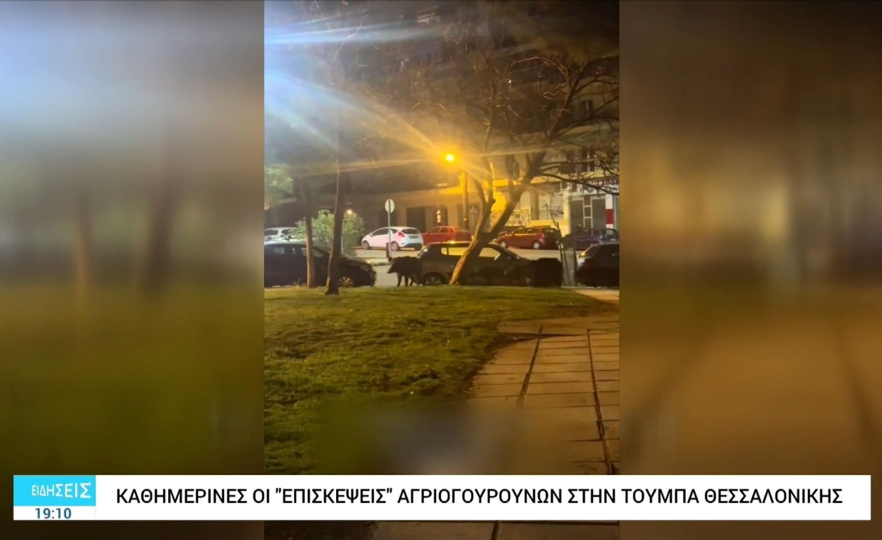 Καθημερινές Εμφανίσεις Αγριογούρουνων στην Άνω Τούμπα Θεσσαλονίκης
