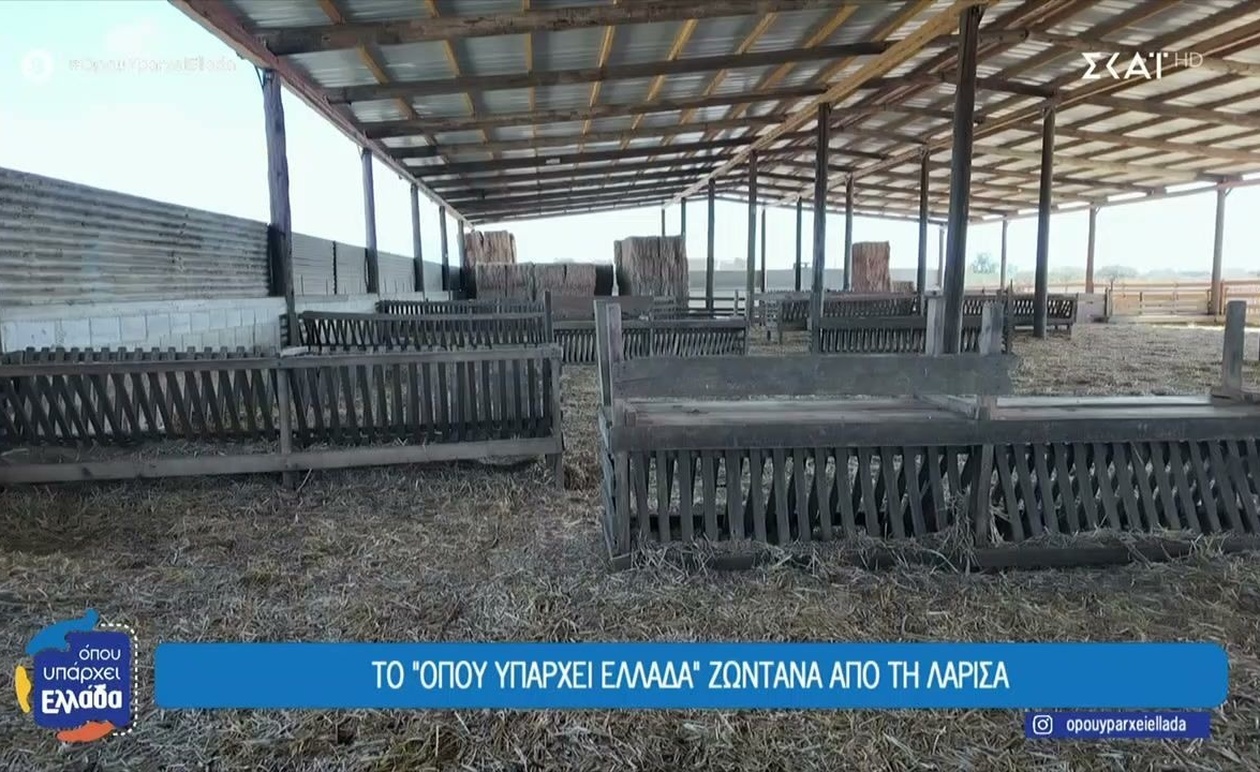 Οι κτηνοτρόφοι της Θεσσαλίας σε κρίση: Η μάστιγα της ευλογιάς απειλεί την παραγωγή